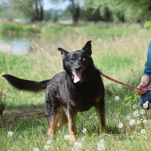 Psy ze schroniska do adopcji Vegas