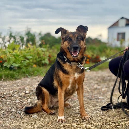 Psy ze schroniska do adopcji Stefania