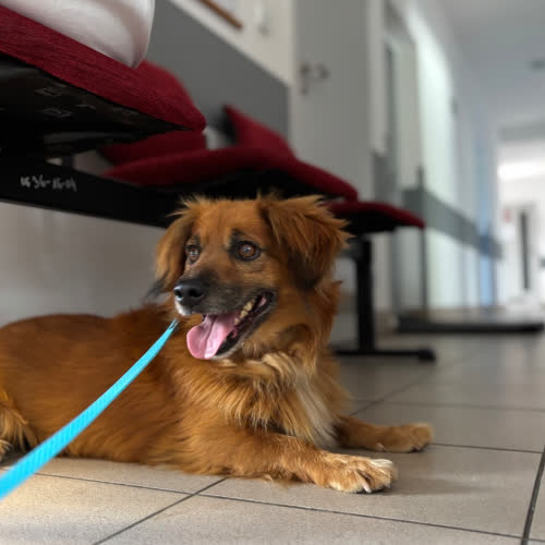 Psy ze schroniska do adopcji Ares