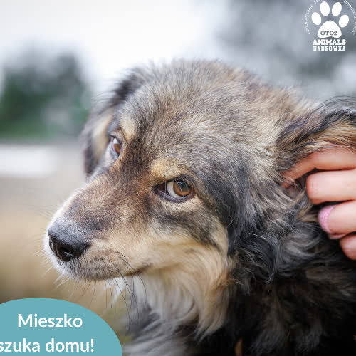 Mieszko
