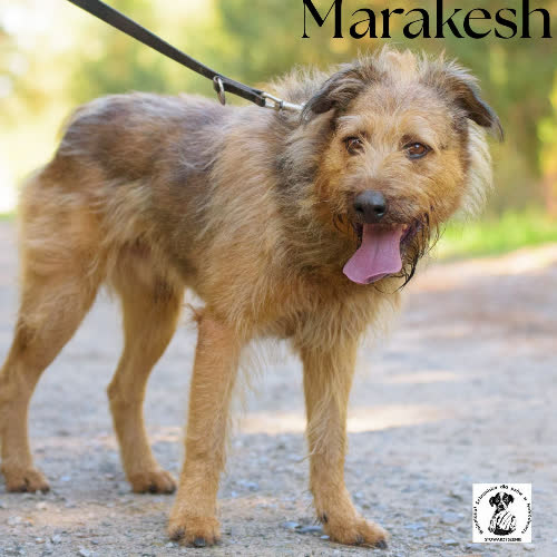 Psy ze schroniska do adopcji Marakesh