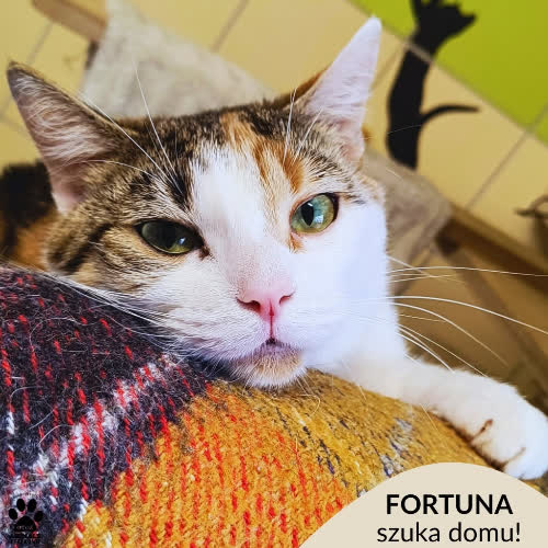 Fortuna