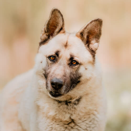 Psy ze schroniska do adopcji Nesti