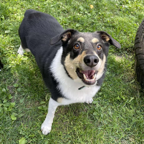 Psy ze schroniska do adopcji Fokus