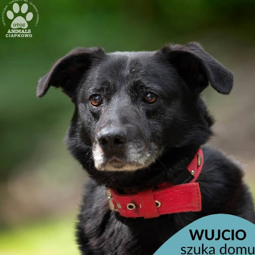Wujcio