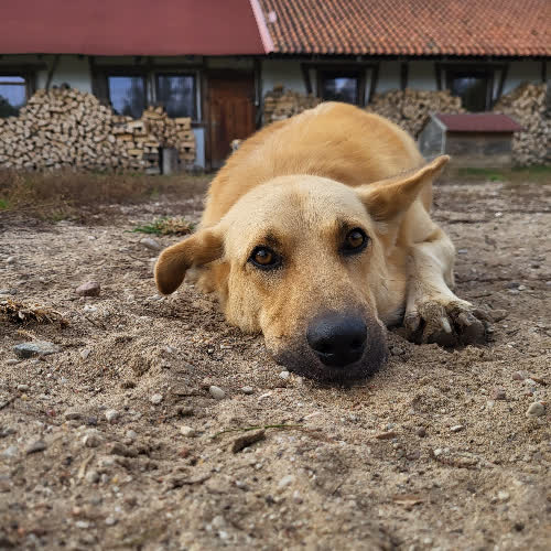 Psy ze schroniska do adopcji Szach