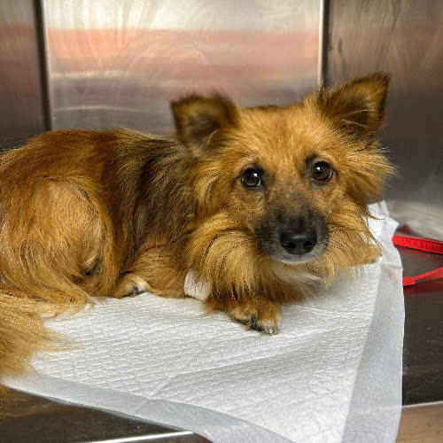 Skarbuś pomerian mix