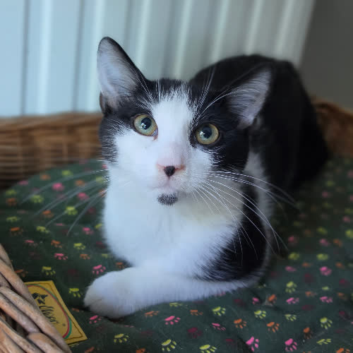 Koty ze schroniska do adopcji Pan Bródka 