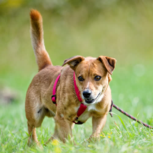 Psy ze schroniska do adopcji Majster