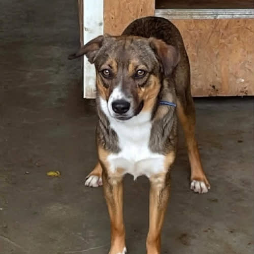Psy ze schroniska do adopcji Piesek nr 10 