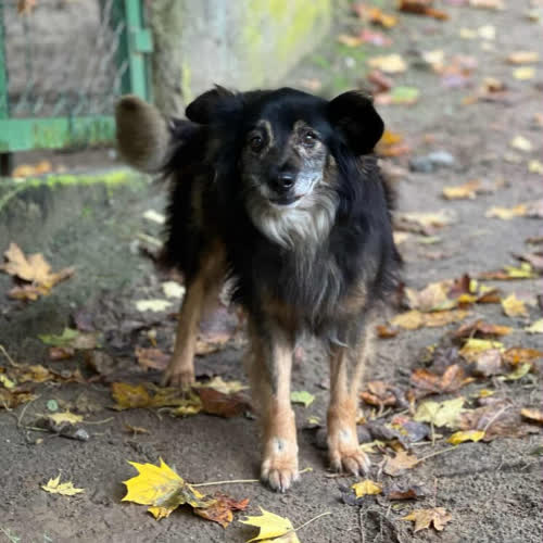 Psy ze schroniska do adopcji Domiś