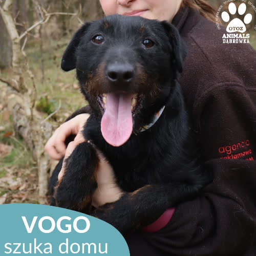 Psy ze schroniska do adopcji Vogo