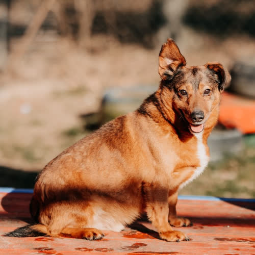 Psy ze schroniska do adopcji Żelek