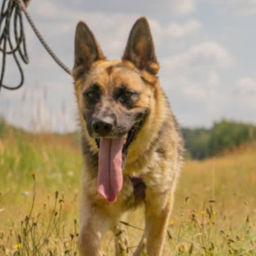 Psy ze schroniska do adopcji Sezam