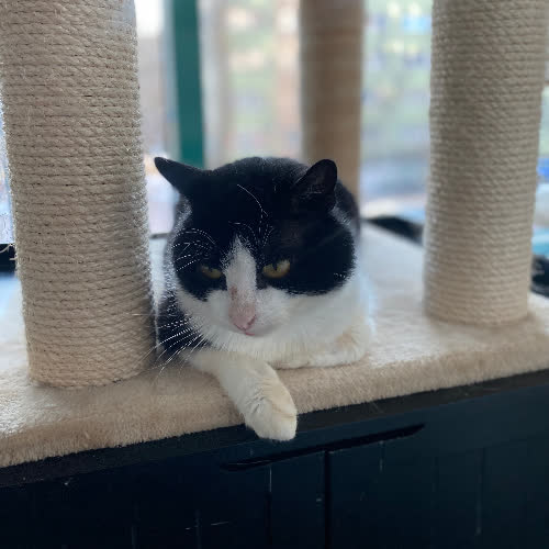 Koty ze schroniska do adopcji Kartacz