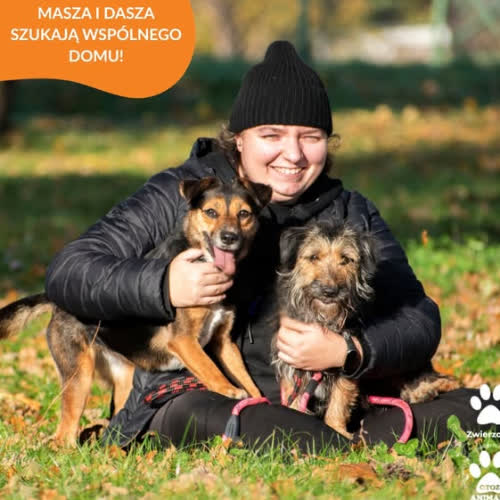 Psy ze schroniska do adopcji MASZA I DASZA