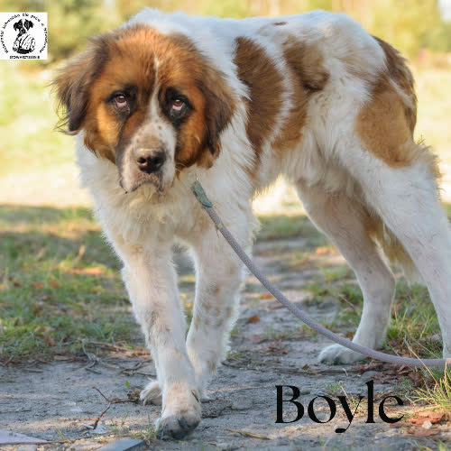 Psy ze schroniska do adopcji Boyle