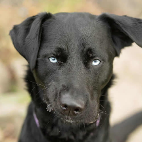 Psy ze schroniska do adopcji BRUTUS