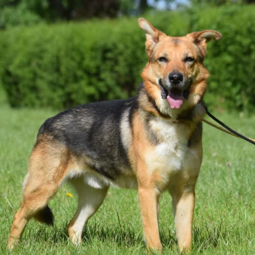 Psy ze schroniska do adopcji Balto