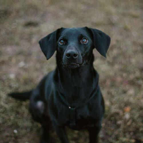 Psy ze schroniska do adopcji Jager