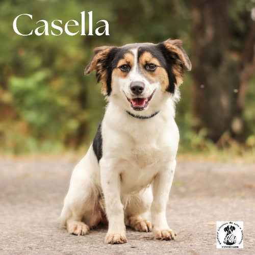 Casella