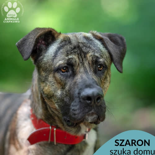 Szaron