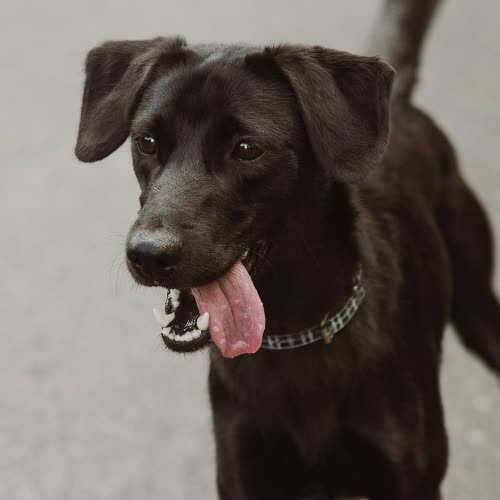 Wyżeł/Labrador