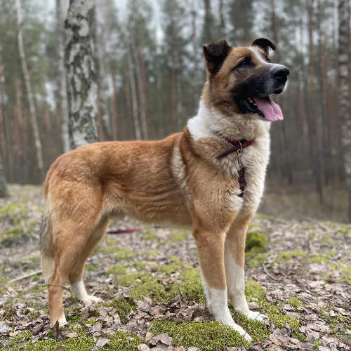 Psy ze schroniska do adopcji Cukier