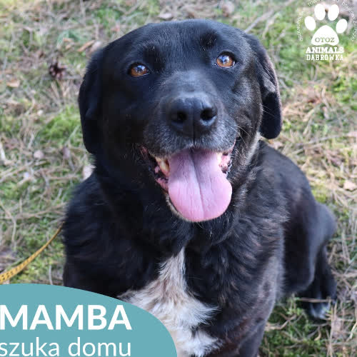 Psy ze schroniska do adopcji Mamba
