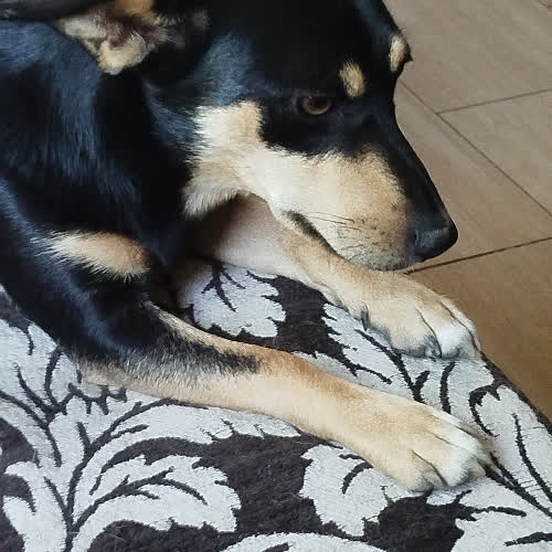 Psy ze schroniska do adopcji Kama
