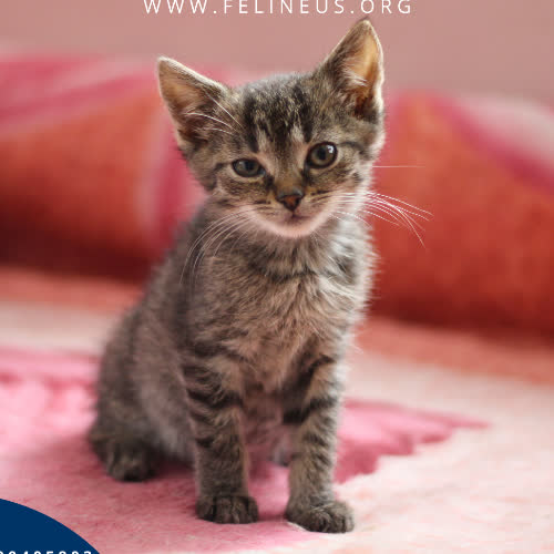 Koty ze schroniska do adopcji Finix