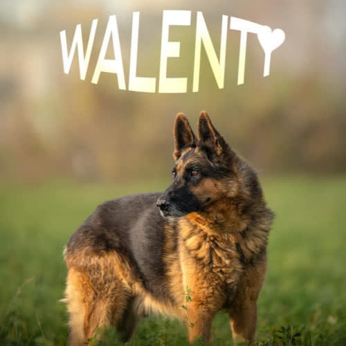 Psy ze schroniska do adopcji Walenty