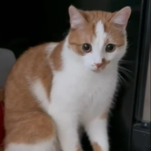 Edzio