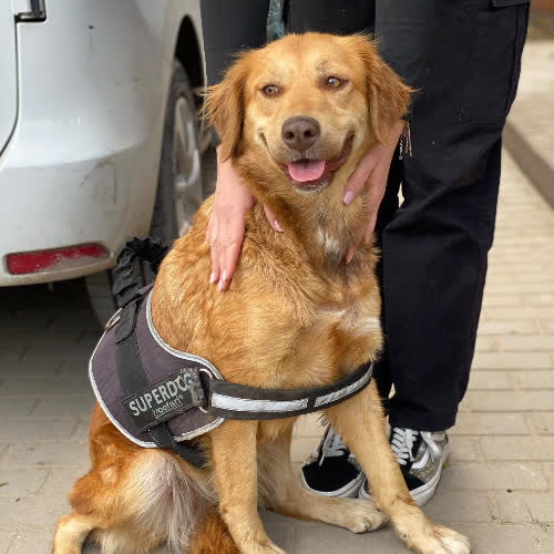 Psy ze schroniska do adopcji Lejdi