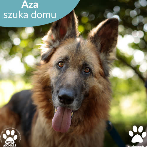 Psy ze schroniska do adopcji Aza