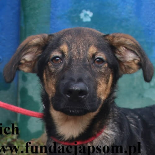 Psy ze schroniska do adopcji Stich
