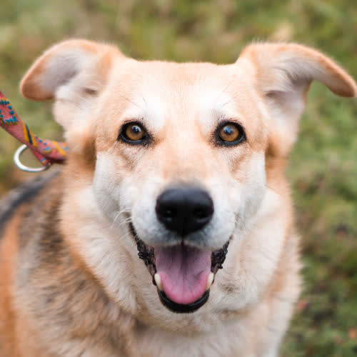 Psy ze schroniska do adopcji Raisa