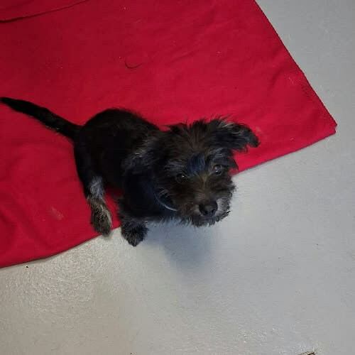 Psy ze schroniska do adopcji Kacperek-Niedostęp