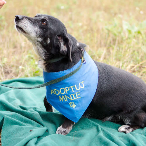Psy ze schroniska do adopcji Rożek