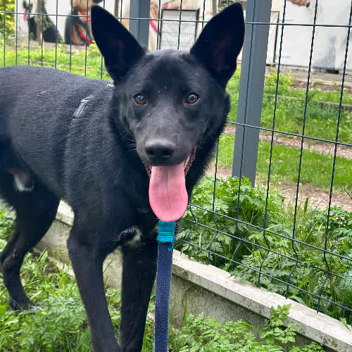 Psy ze schroniska do adopcji Miron