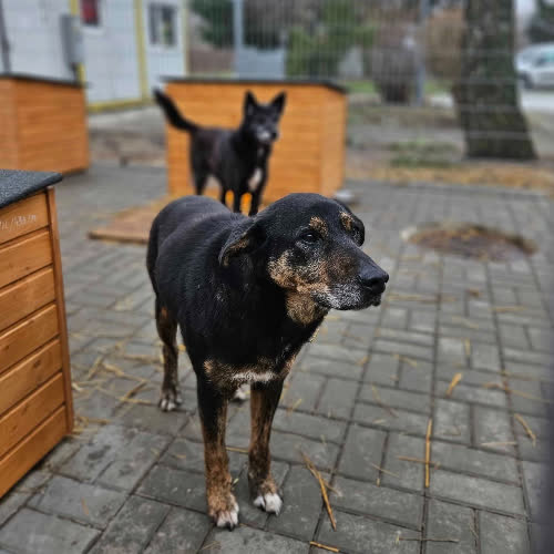 Psy ze schroniska do adopcji Nasir