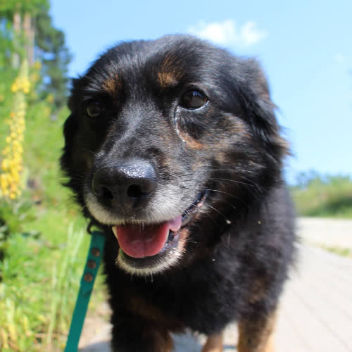 Psy ze schroniska do adopcji Emi 