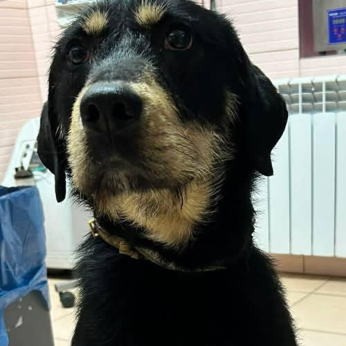 Psy ze schroniska do adopcji Deser 