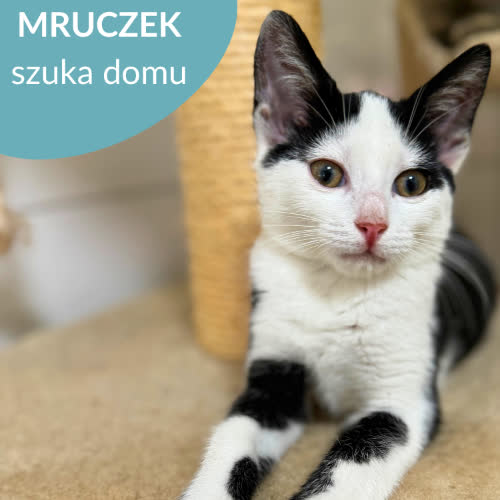 Koty ze schroniska do adopcji Mruczek 