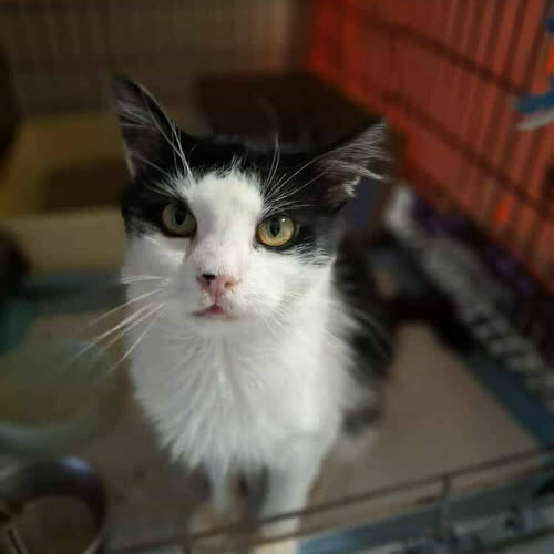 Koty ze schroniska do adopcji Pongo