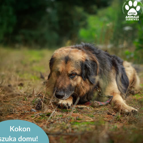 Psy ze schroniska do adopcji KOKON