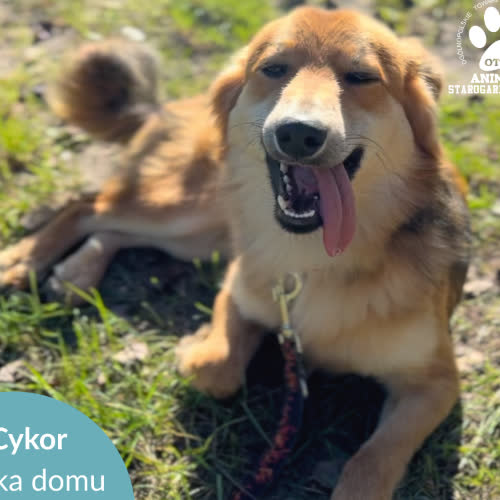 Psy ze schroniska do adopcji Cykor