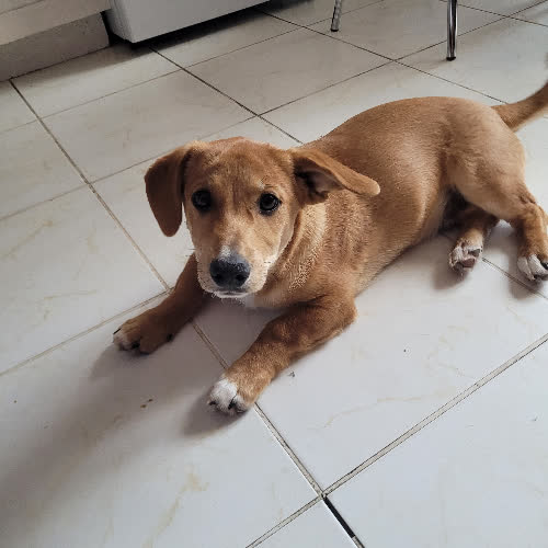 Psy ze schroniska do adopcji Olaf