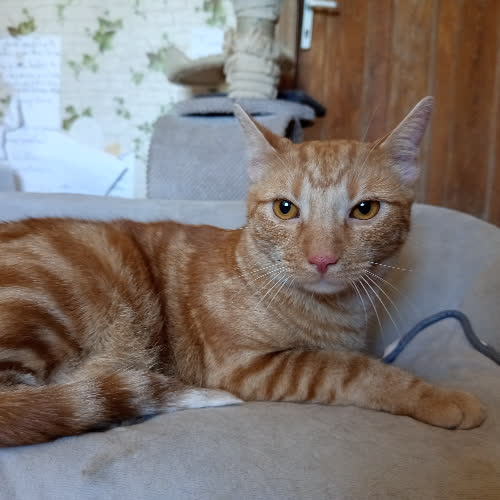 Koty ze schroniska do adopcji Tituś