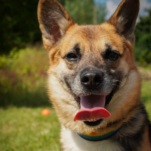 Psy ze schroniska do adopcji Ares 